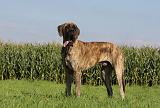 DOGUE ALLEMAND 315
